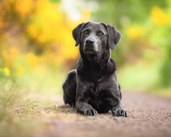 Lucy - eine meiner tierischen Begleiterinnen bei Hundewanderungen.net Hund Lucy posiert auf Wanderweg
