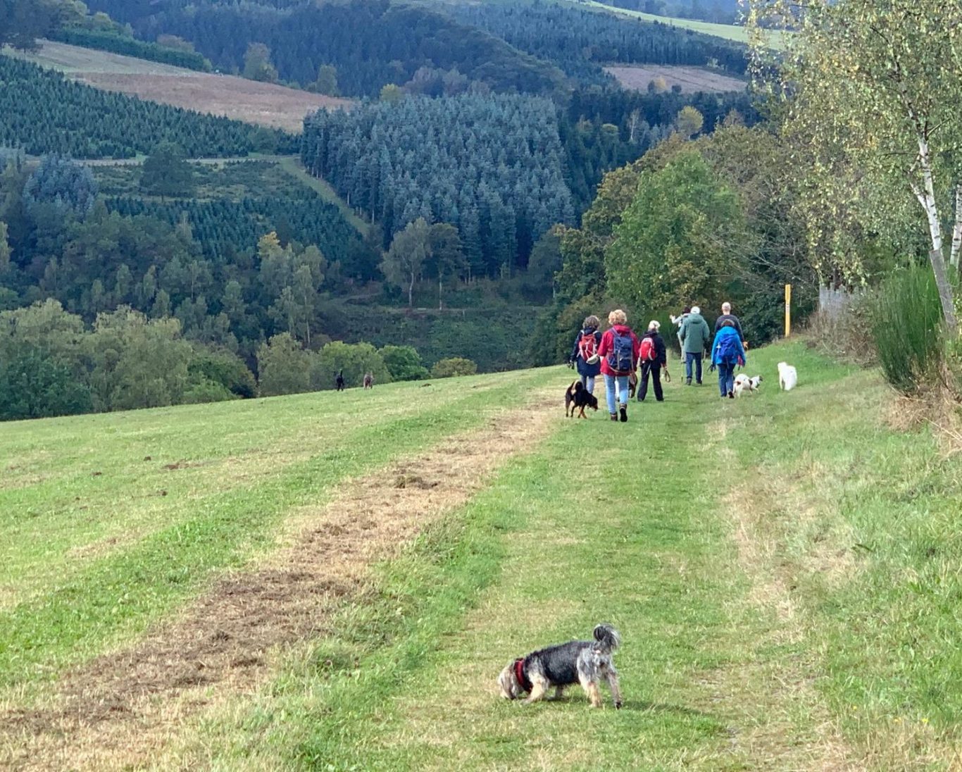 Hundewandergruppe im Sauerland
