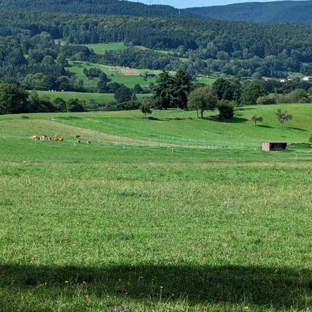 Wald und Wiesen im Spessart Blick auf Wiese und Wald im Hintergrund
