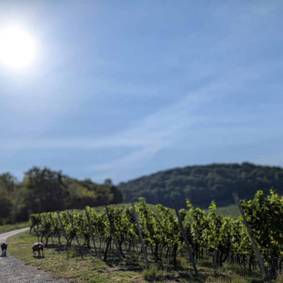 Abendstimmung im Nordschwarzwald Bäume im Wolkenmeer und untergehende Sonne