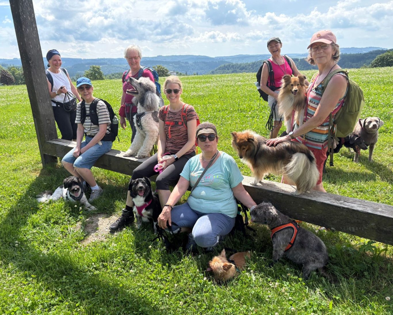 Hundewandergruppe im Sauerland
