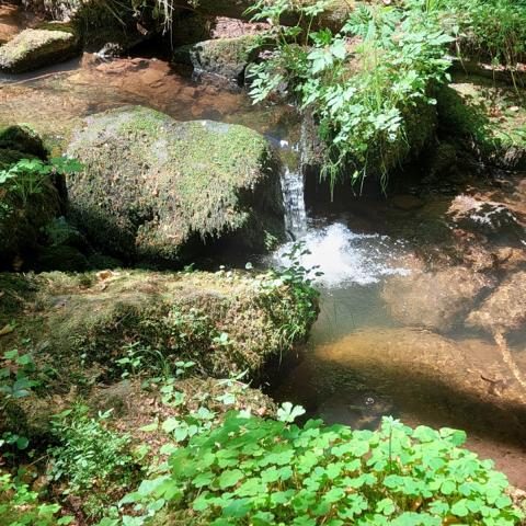 Waldbaden mit Hund. Achtsam in der Natur Kleiner Wasserlauf zwischen Steinen