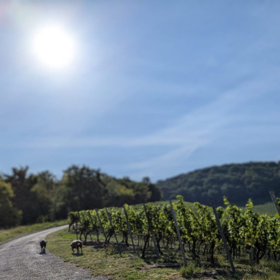 Kitzinger Land zwischen Wein und Wald Zwei Hunde laufen an Rebstöcken vorbei