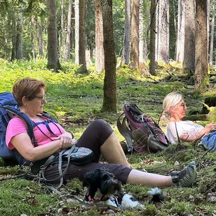 Kitzinger Land zwischen Wein und Wald Zwei Hunde laufen an Rebstöcken vorbei