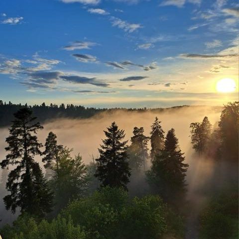 Abendstimmung im Nordschwarzwald Bäume im Wolkenmeer und untergehende Sonne
